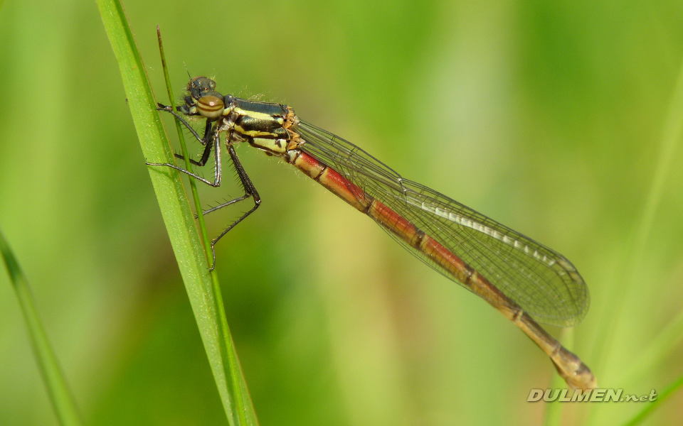 Large Red Damsel (Young female, Pyrrhosoma nymphula)